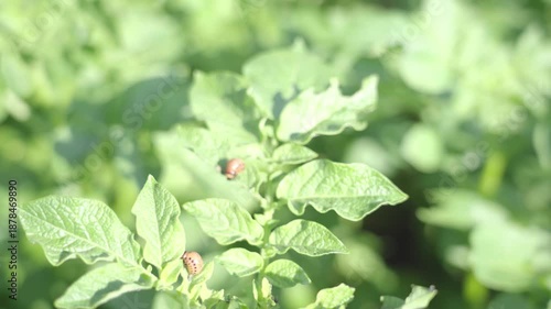 Larvae of the Colorado potato beetle on the leaves of young potatoes. High quality 4k footage
