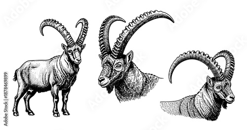 Ibex mountain goat engraving illustration for luxury alpine brand logo