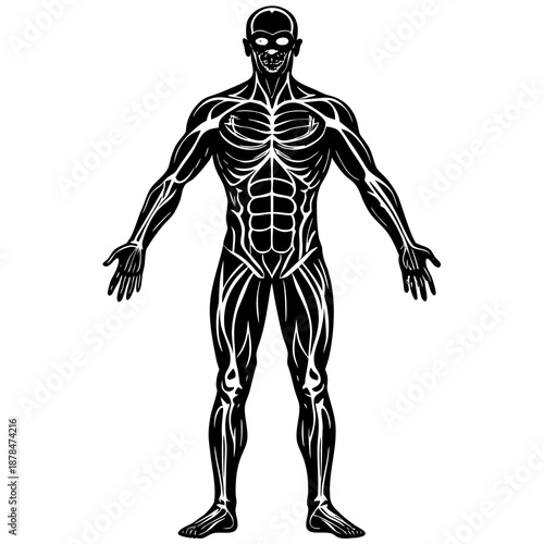 Human Anatomy Vector – Muscular System Front View Illustration