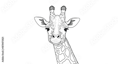 Detailed black and white line art illustration of a giraffe head with its characteristic ossicones, large ears, and unique spotted pattern.