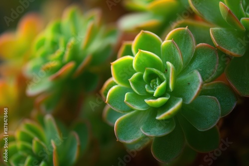 Wallpaper Mural Macro Close-up of Vibrant Green Echeveria Succulent Plant with Subtle Reddish Edges, Soft Bokeh Background. Torontodigital.ca