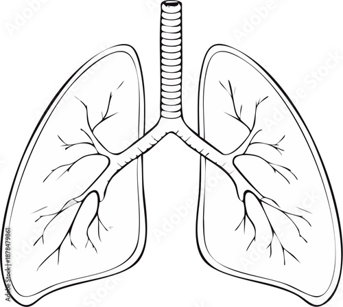 Simplified respiratory diagram line art, clean black outline, educational schematic illustration