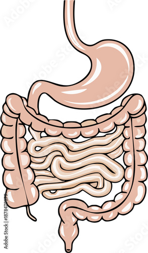 Simplified digestive diagram line art, clean black outline, educational schematic style