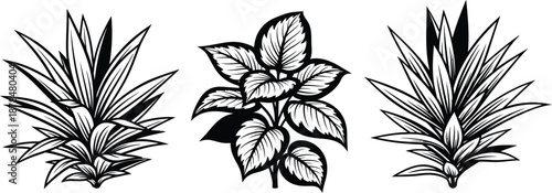 St david's day plants and flowers illustration