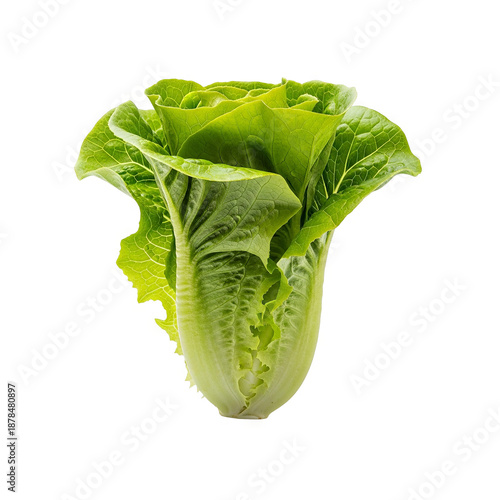 Fresh Romaine Lettuce Isolated on White Background Generative AI