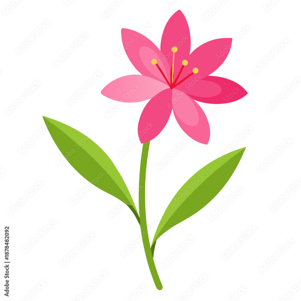 Obraz premium gaura pink flower colorful on white background 