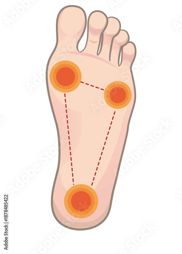 足の裏の接地面