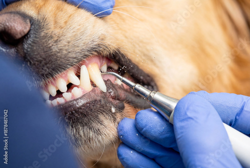 Veterinarian dentist cleaning dog teeth with ultrasonic scaler tool removing tartar close up