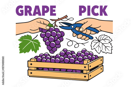 Harvesting grapes: hands cutting bunches with pruning shears into wooden crate