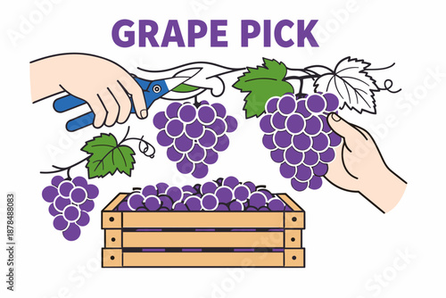 Hands harvesting purple grapes with shears near crate