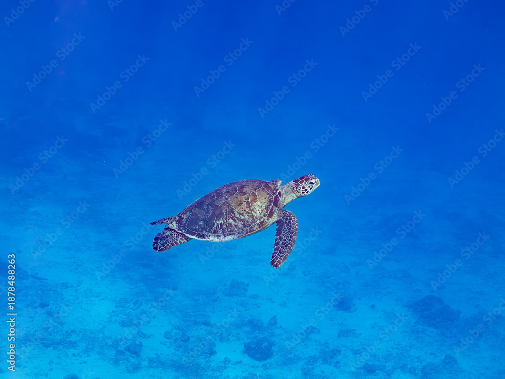 Obraz premium アオウミガメ, ウミガメ科, Green Turtle, Green Sea Turtle, Chelonia mydas, 美しいサンゴ礁と熱帯魚の群れ。 安室島沖縄県 島尻郡慶良間諸島座間味島-2025 沖縄本島から40km西方の諸島。30以上の島嶼群全体が国立公園に指定。珊瑚礁の青い海と白い砂浜は世界屈指の美しさ。貴重な動植物が多数生息。 