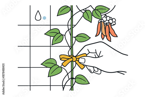 Hand tying flowering vine to trellis with water droplet