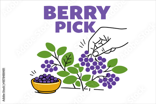 Hand picking purple berries from plant with bowl on white background
