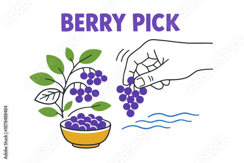 Hand picking fresh purple berries with bowl and leaves