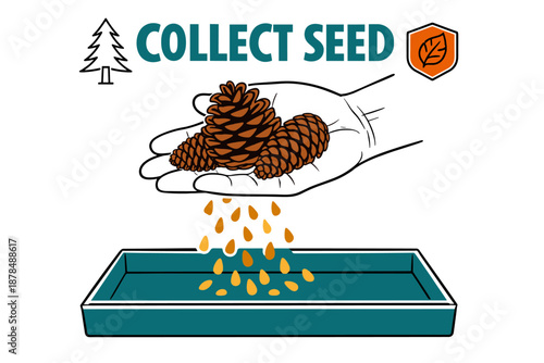Guide to collecting and planting pine cone seeds for tree cultivation