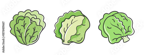 Three fresh green heads of crisp lettuce, perfect for salads and meals