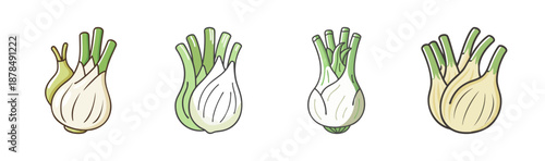 Four hand-drawn fennel bulbs with green stalks and white bulbs