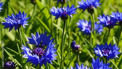 Vibrant blue flowers thriving in lush green grass under bright sunlight
