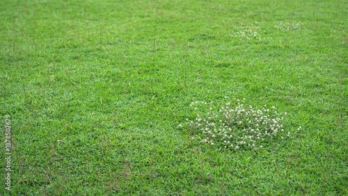 Photos Detail of a grassy lawn with tiny white flowers growing in the middle of a park