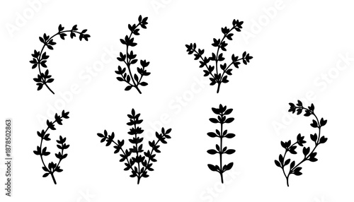 Delicate Thyme Sprig Silhouette