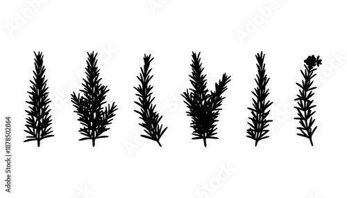 Rosemary Sprig Silhouette Vector