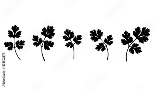Delicate Cilantro Sprig Silhouette