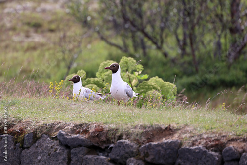 Arctic terns photographed in Thingvellir- Þingvellir- National Park, Iceland