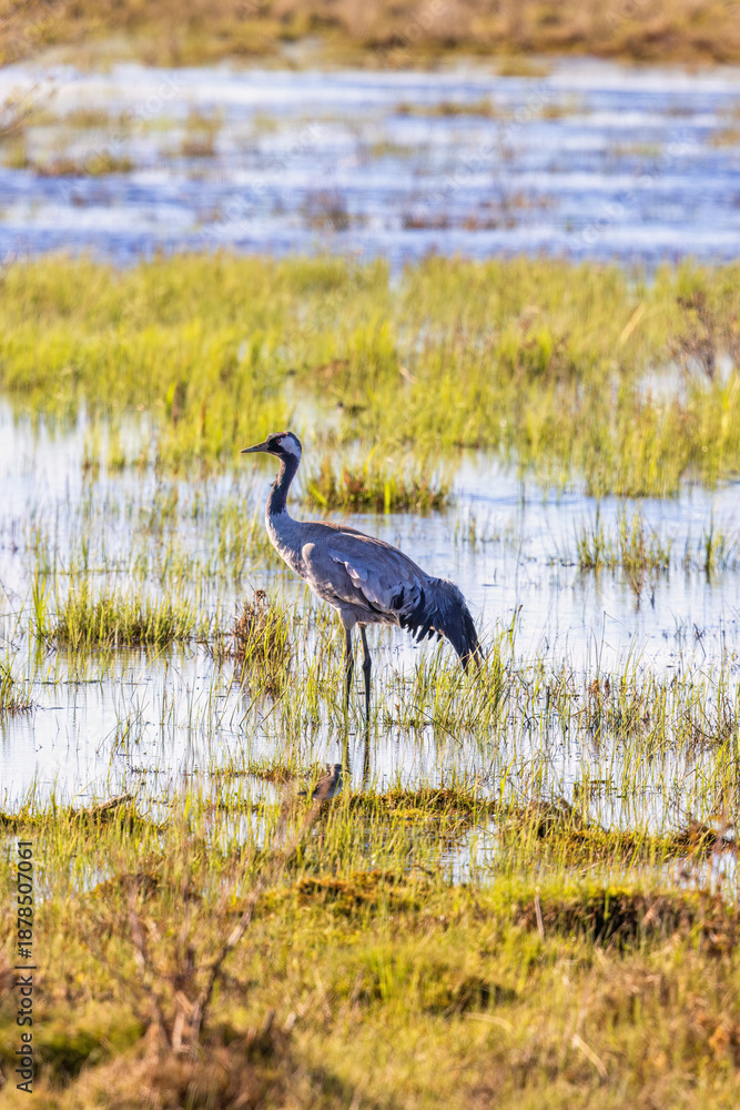 Fototapeta premium Crane standing in the water at a wetland a sunny spring day