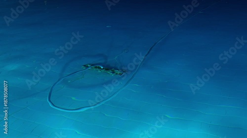 Cleaning the pool bottom with a water vacuum cleaner in the evening. The concept of cleaning pools for hotels, resorts and country houses.