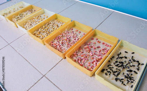 Seed quality control and germination test in a laboratory. Real photo