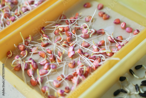 Seed quality control and germination test in a laboratory. Real photo