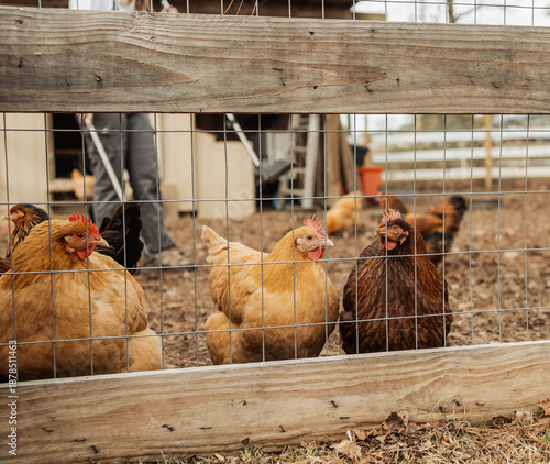 Chickens in a fenced coop