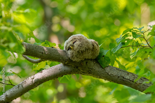 エゾフクロウの子供