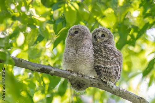 エゾフクロウの子供