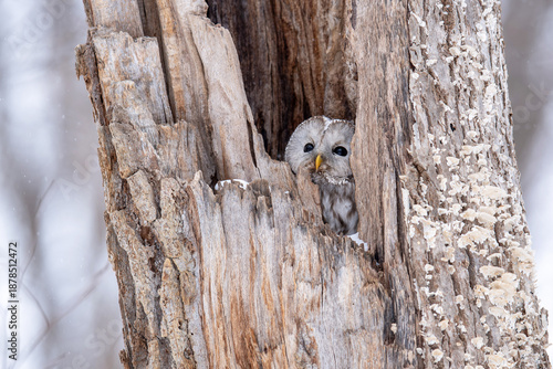 冬のエゾフクロウ