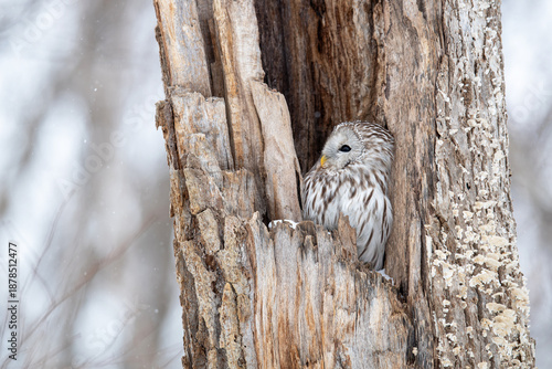 冬のエゾフクロウ