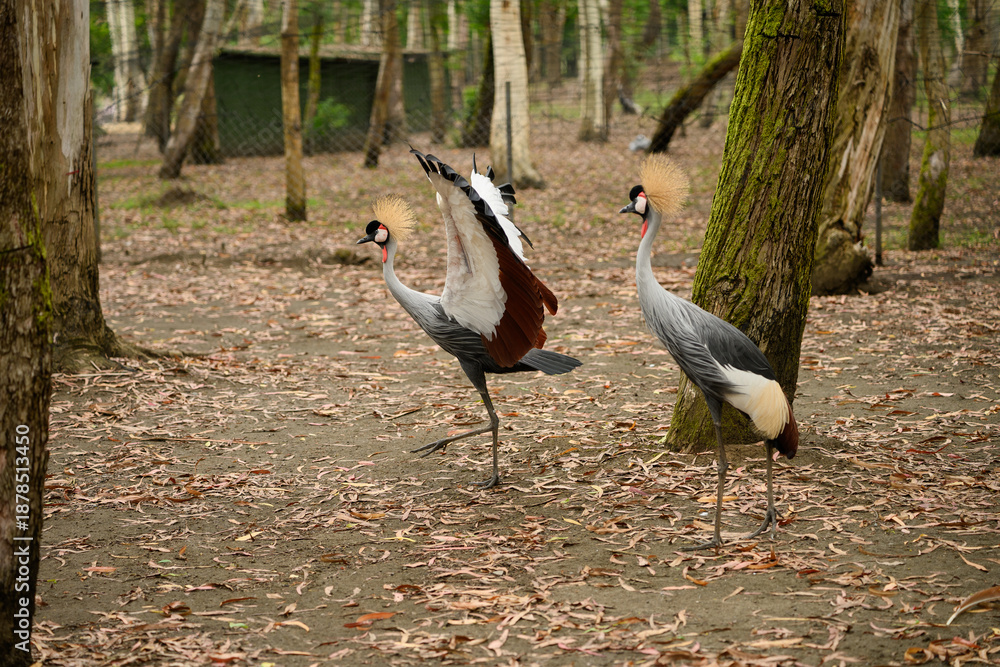 Fototapeta premium Two grey crowned cranes on leaf-strewn ground. One graceful bird dances in front of other, delicate mating rituals, and male wards off other with outstretched wings. Conservation of endangered birds