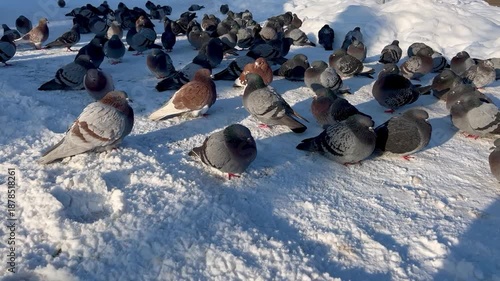 A flock of frozen city pigeons warm themselves on the snow on the road