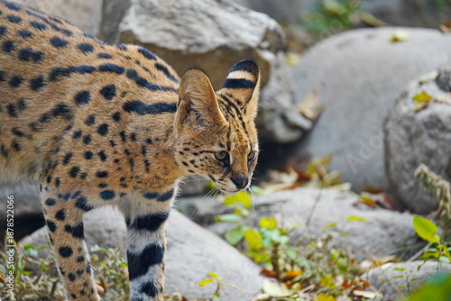Photography A wild cat walks around the enclosure at the zoo.