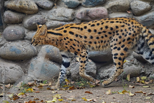 Photography A wild cat walks around the enclosure at the zoo.