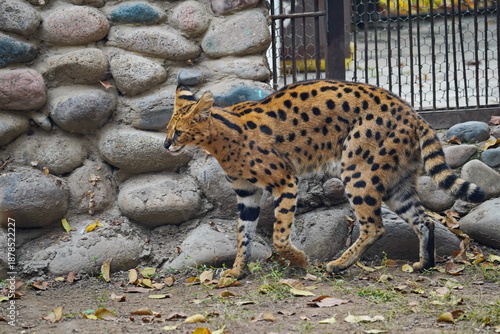 Canvas Print A wild cat walks around the enclosure at the zoo.