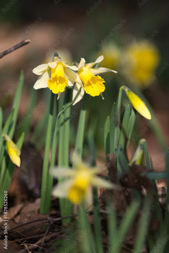 Obraz premium Jonquilles sauvages