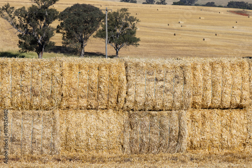 Big squares of barley straw bales stacked in a paddock with a powerline and trees in the background