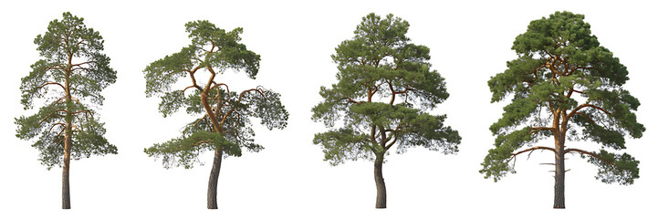 Set of four unique pine tree silhouettes with lush green branches and textured bark isolated on a white background for architectural visualization and ecology projects.