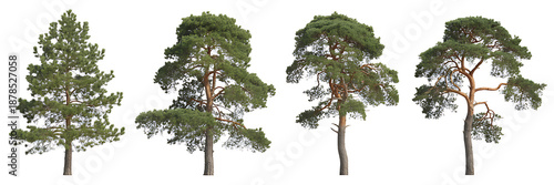 Multiple pine tree specimens with green needles and crooked trunks isolated on a white background, suitable for forestry, nature, and environmental graphic projects.