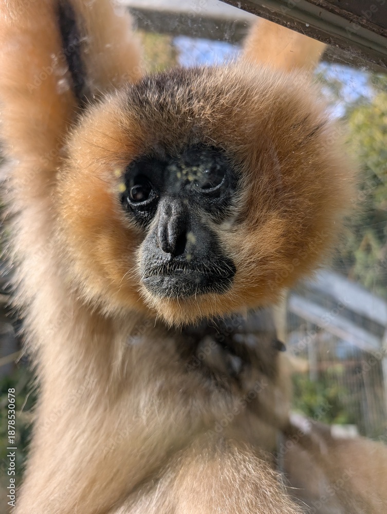 Obraz premium Gibbon 