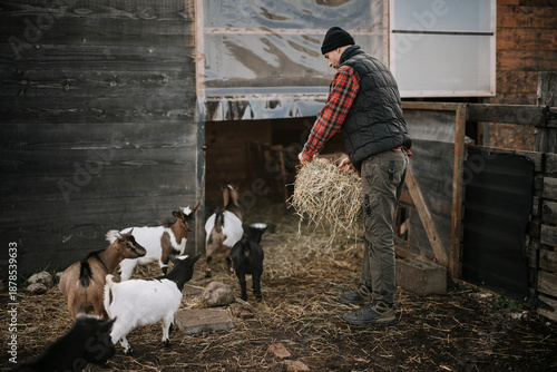Feeding goats in a barn during late morning hours