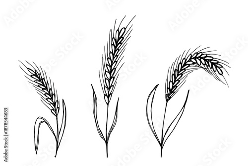 Set of hand drawn cereal wheat oat rye barley rice ears spikelet clipart Organic wheat bread agriculture farming harvest healthy food Single element for design print packaging label decor