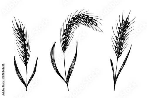 Set of hand drawn cereal wheat oat rye barley rice ears spikelet clipart Organic wheat bread agriculture farming harvest healthy food Single element for design print packaging label decor