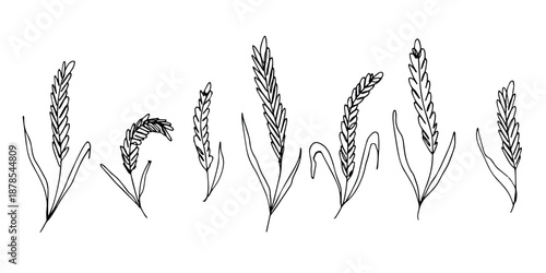 Set of hand drawn cereal wheat oat rye barley rice ears spikelet clipart Organic wheat bread agriculture farming harvest healthy food Single element for design print packaging label decor